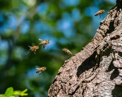 How Protecting Honeybees Could Negatively Affect Other Pollinators